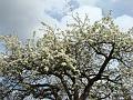 2008-0330_1320_Pear_Tree_13,2_C